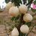 山农酥梨苗基地发货品种对版，量大优惠欢迎选购。