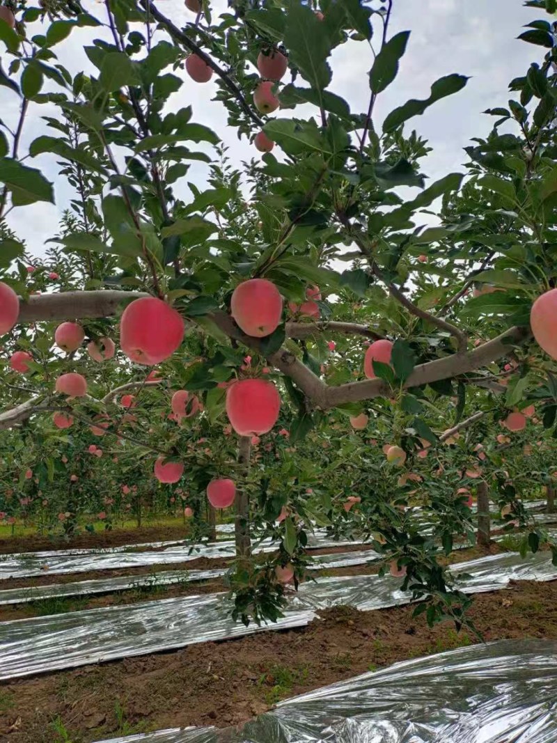 陕西红富士苹果价格，红富士苹果批发苹果供应，社区电商直供