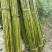 冬瓜竹竿、蔬菜搭架竹竿4米长竹竿竹竿厂家可定制