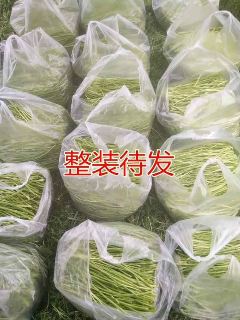 新鲜芦蒿当季新鲜芦蒿黎蒿农家自种人工采摘去根去叶现摘