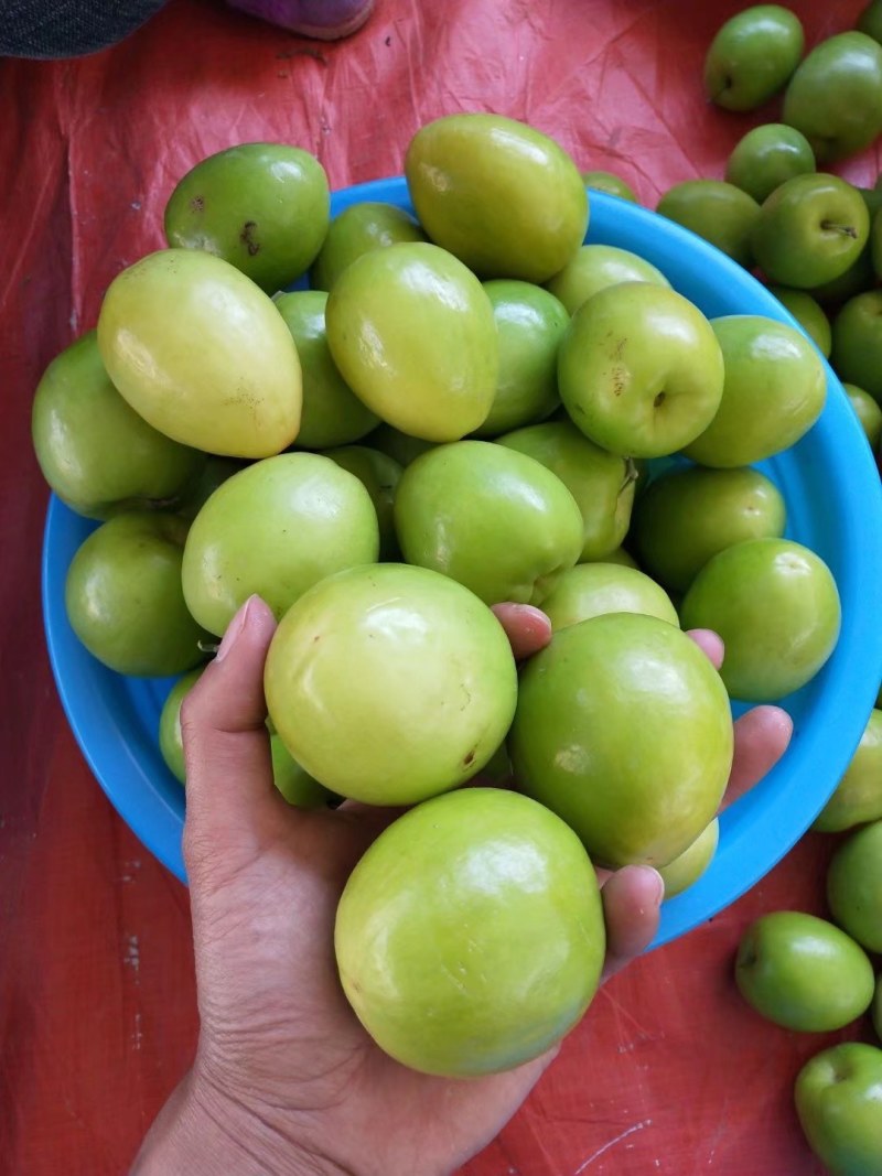 云南高黎贡山怒江大峡谷蜜枣