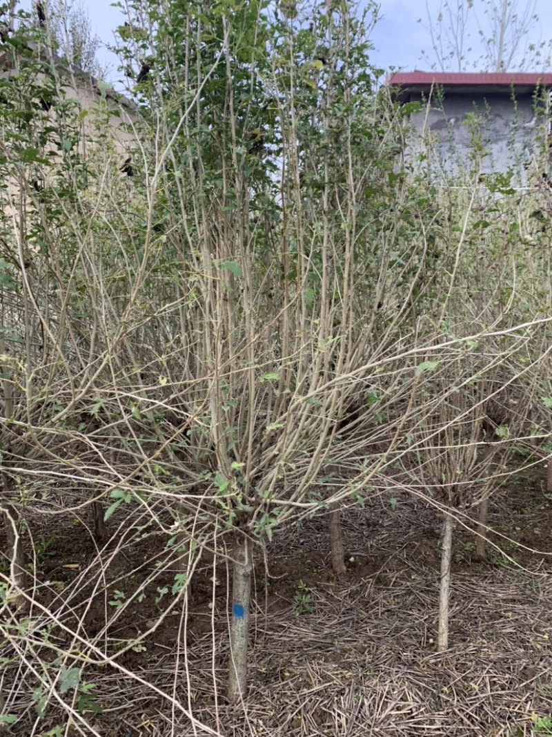 木槿，一至三年冠，量大，3-8公分树，欢迎看货