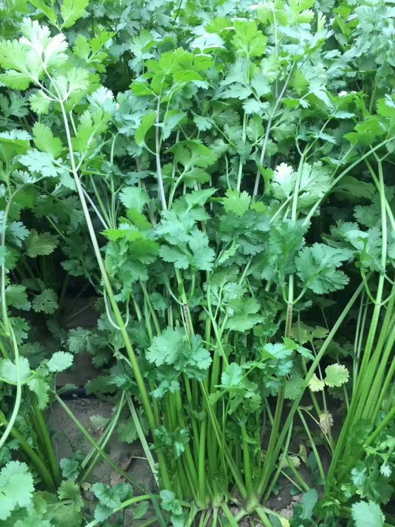 夏青香菜种子，耐高温耐抽苔，香味浓郁，易捆扎