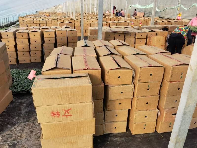 山东省聊城市诚信种苗对外出售嫁接一级西瓜苗