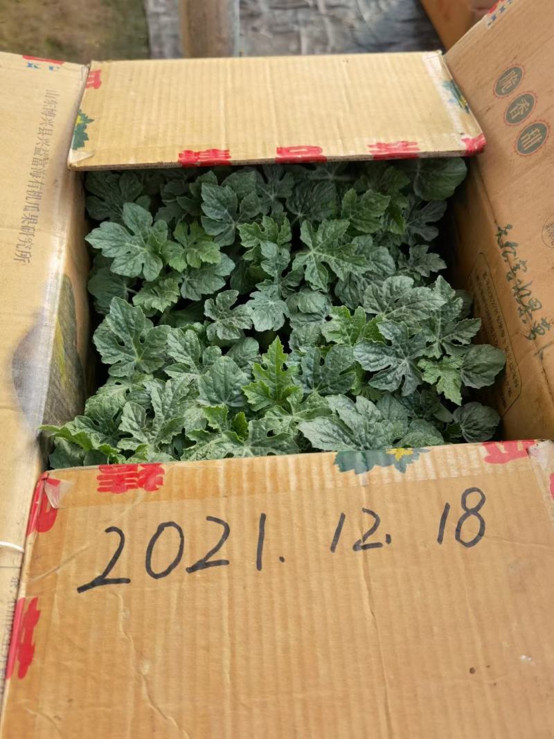 山东省聊城市诚信种苗对外出售嫁接一级西瓜苗