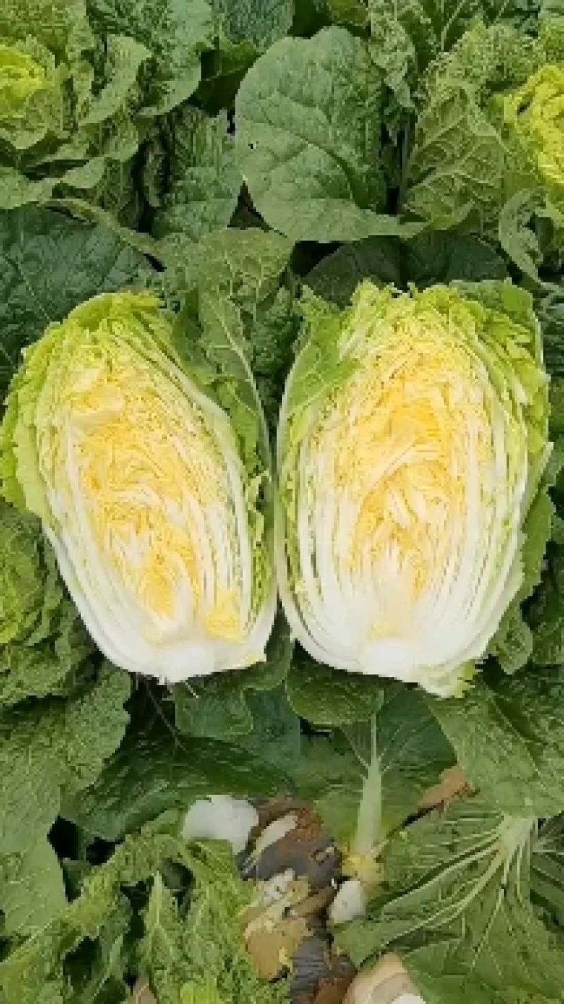 云南精品山地黄心大白菜。口感不错货源充足量大从优