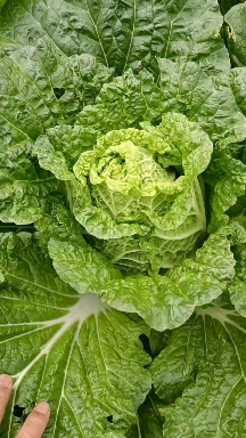 云南精品山地黄心大白菜。口感不错货源充足量大从优