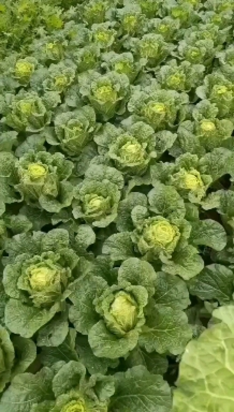 云南精品山地黄心大白菜。口感不错货源充足量大从优