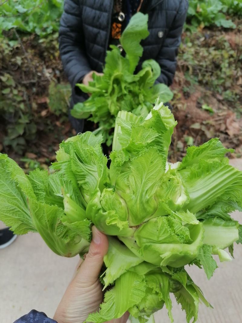 儿菜，青菜头