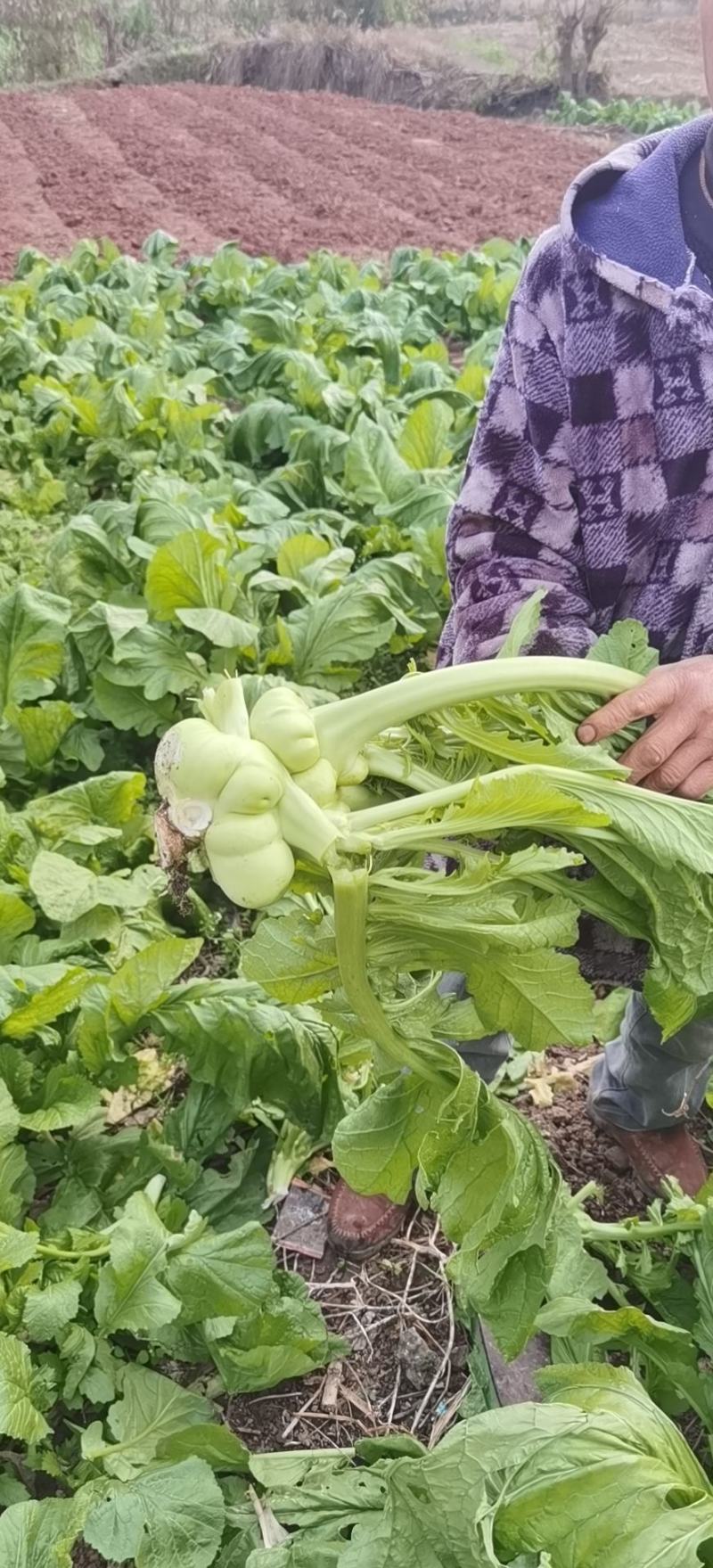 儿菜，青菜头