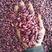 红腰豆质量保证2021年云南红腰豆可以做种子