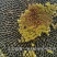 法国食葵一号葵花种子，200克