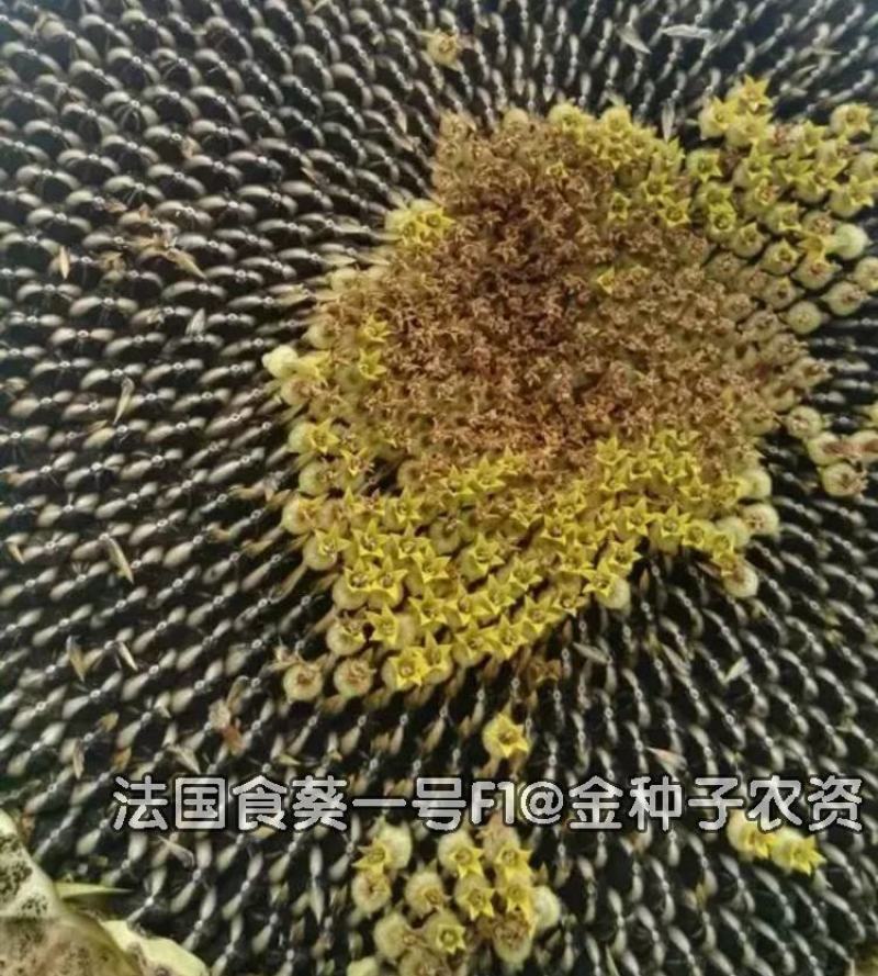 法国食葵一号葵花种子，200克