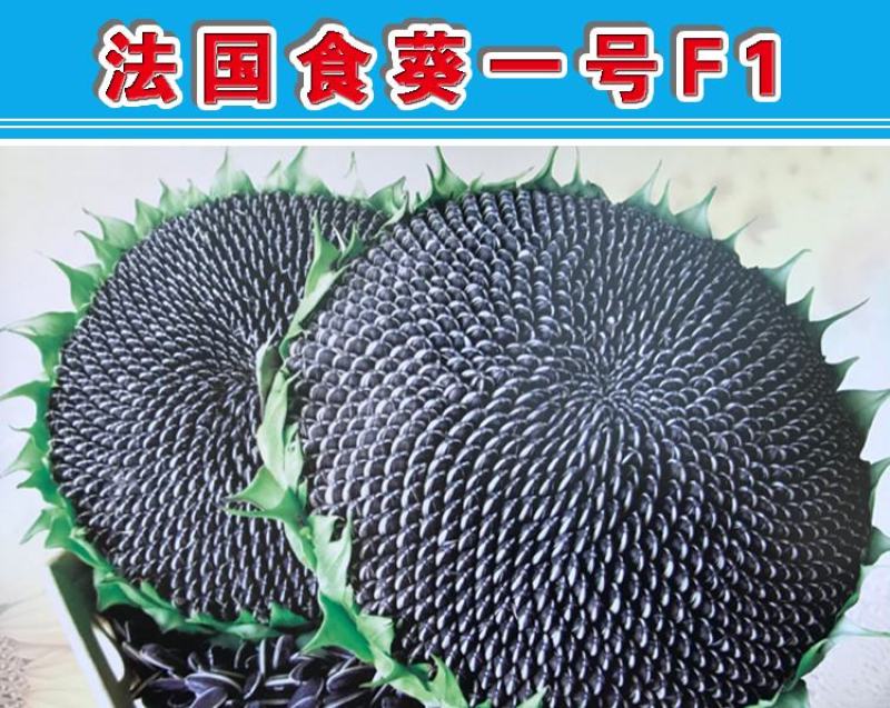 法国食葵一号葵花种子，200克
