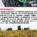 法国食葵一号葵花种子，200克