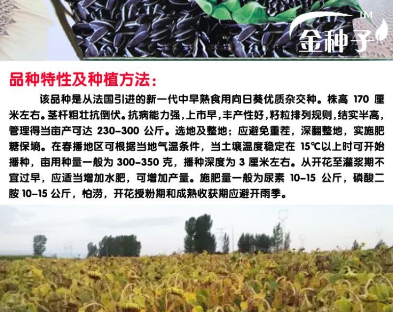法国食葵一号葵花种子，200克