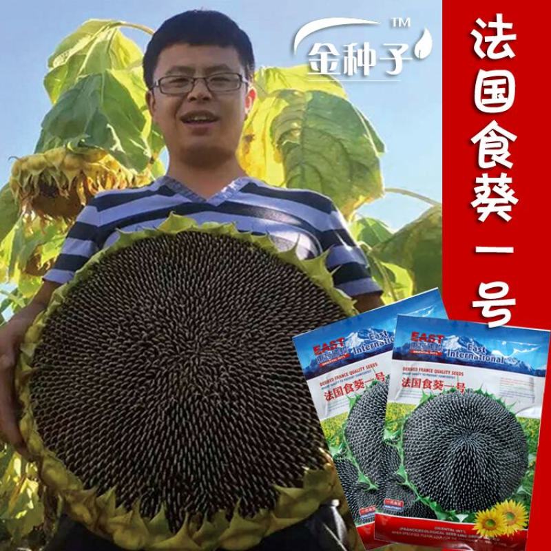 法国食葵一号葵花种子，200克
