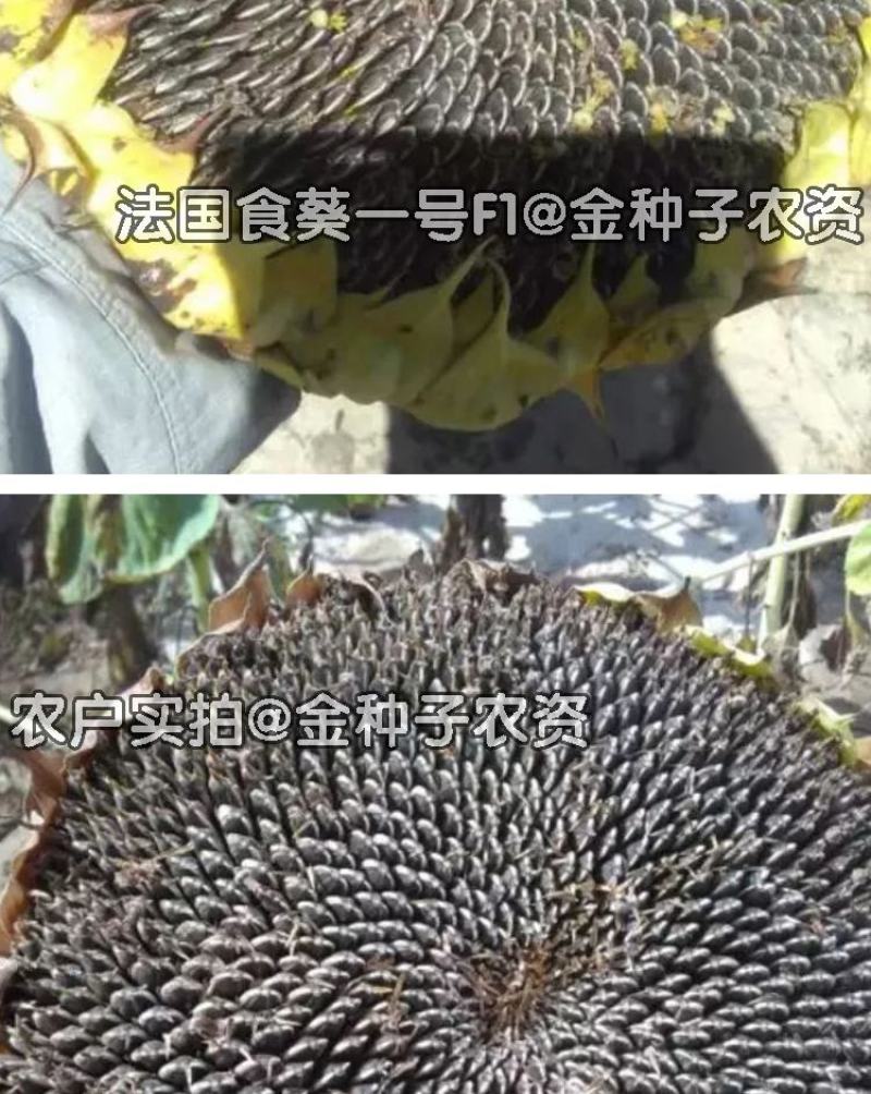 法国食葵一号葵花种子，200克