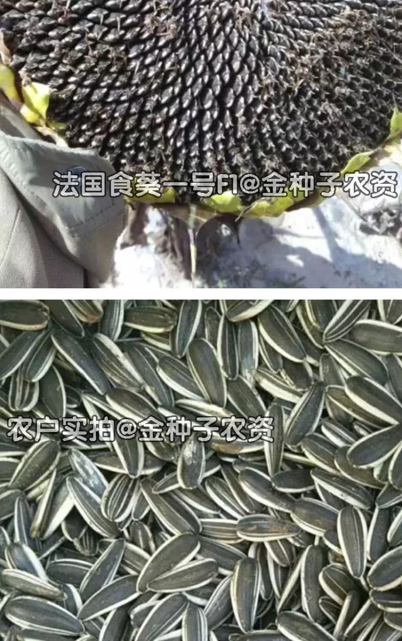 法国食葵一号葵花种子，200克