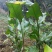 旱藕粉(又名芭蕉芋，姜藕)