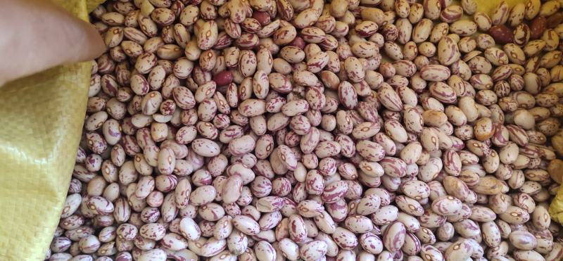云南花豆2021年新货奶花豆精品货种子货大货供应