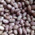 云南花豆2021年新货奶花豆精品货种子货大货供应