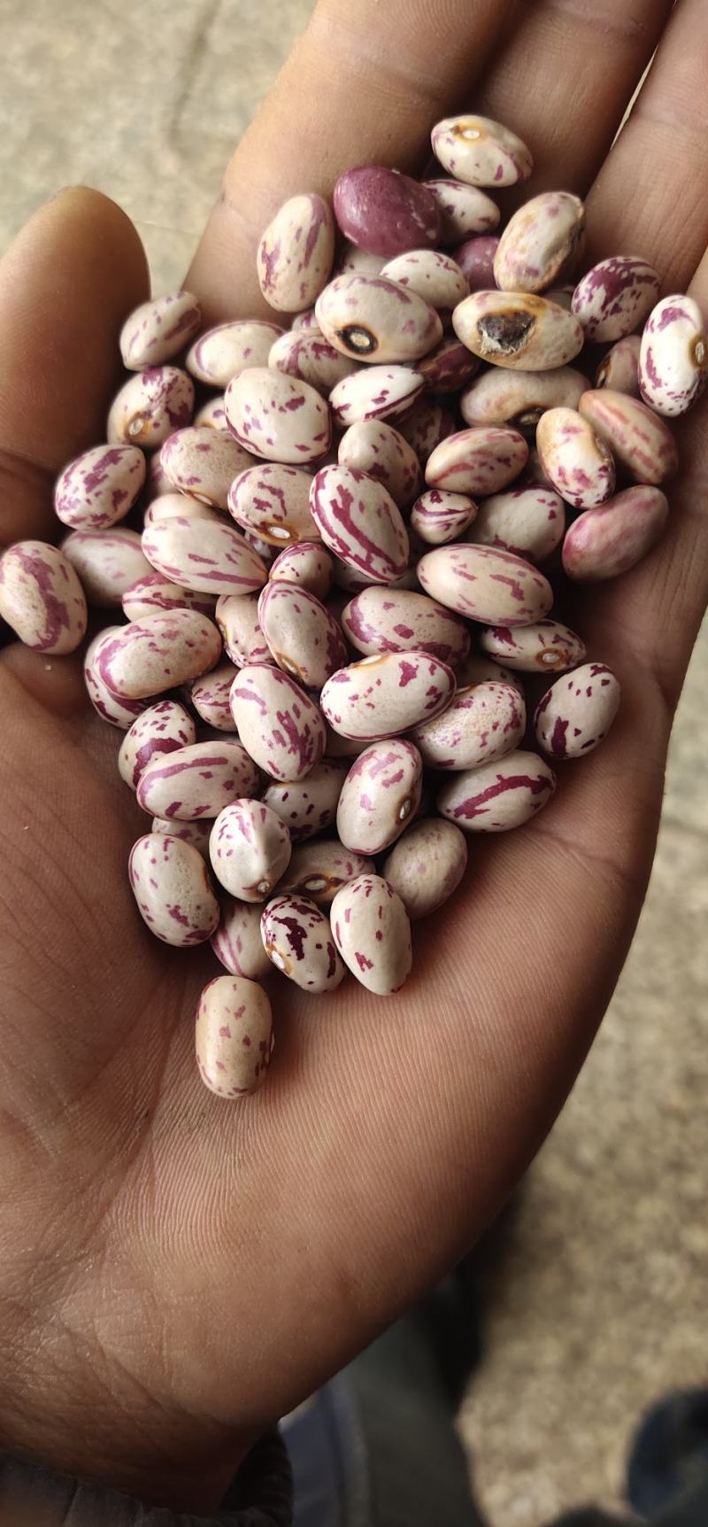 云南花豆2021年新货奶花豆精品货种子货大货供应