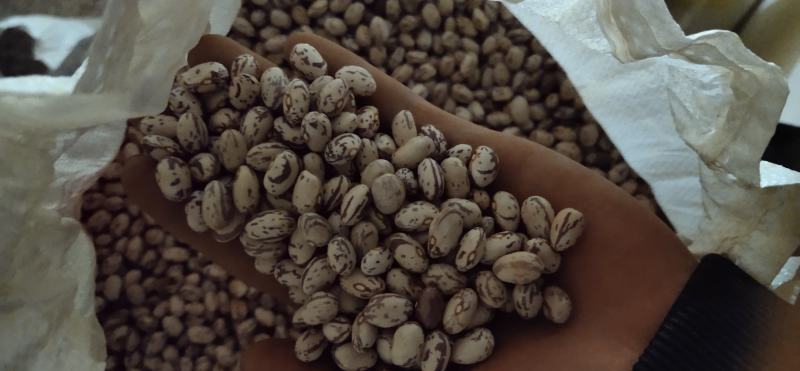 云南花豆2021年新货奶花豆精品货种子货大货供应