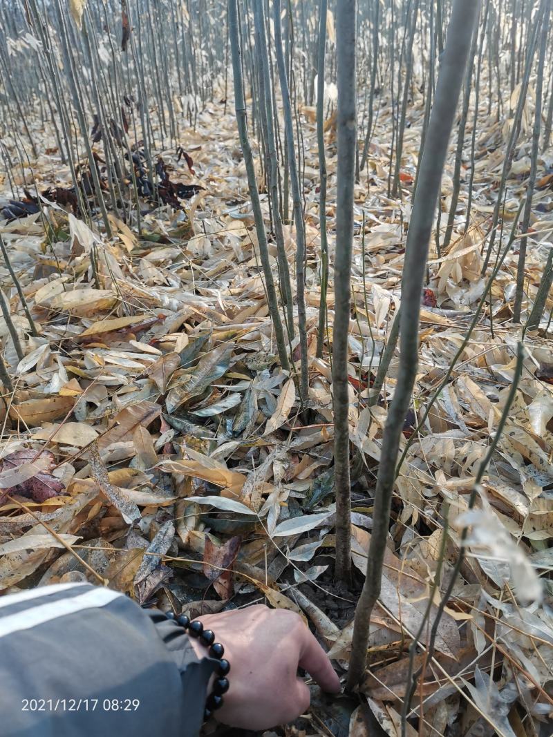 各种规格无患子大量供应