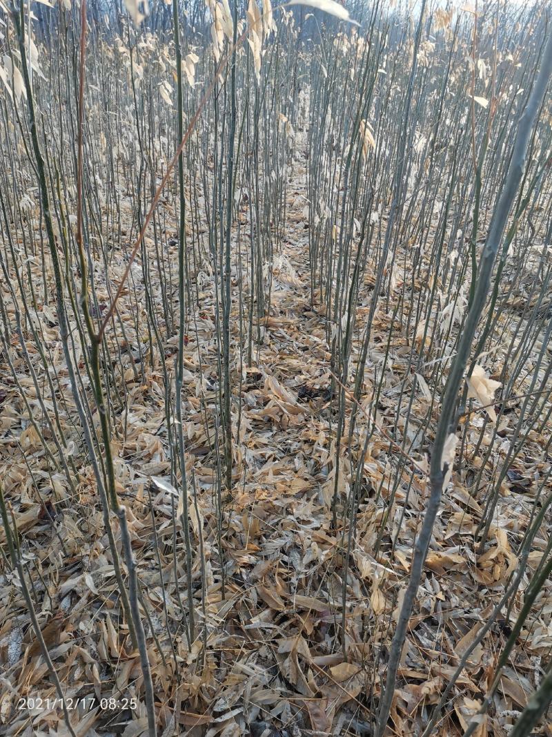 各种规格无患子大量供应