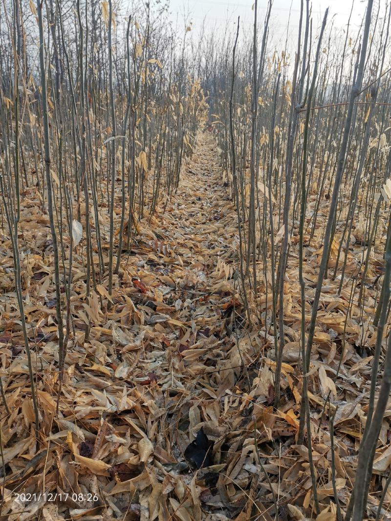 各种规格无患子大量供应