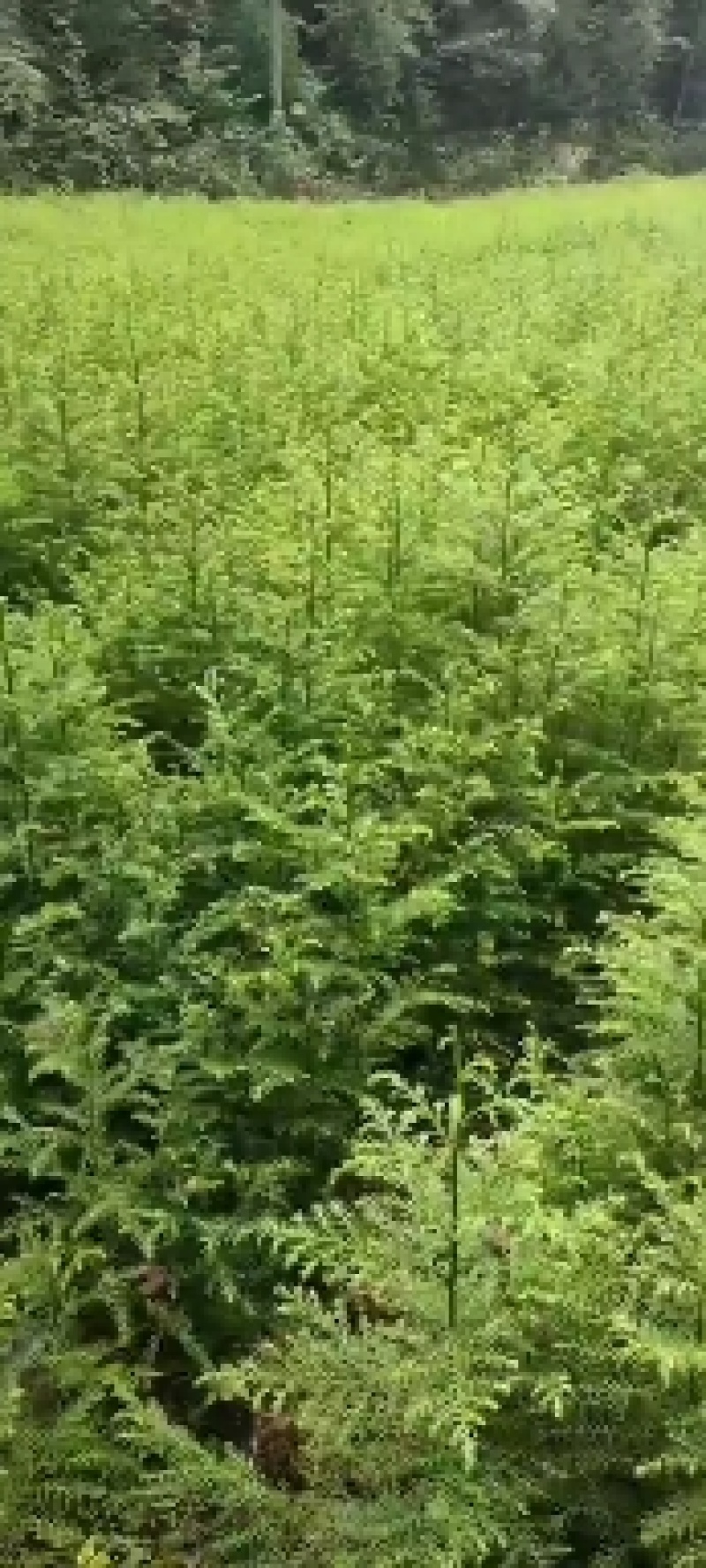 柳杉苗基地一手货源规格齐全价格可谈