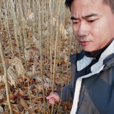 各种规格无患子大量供应