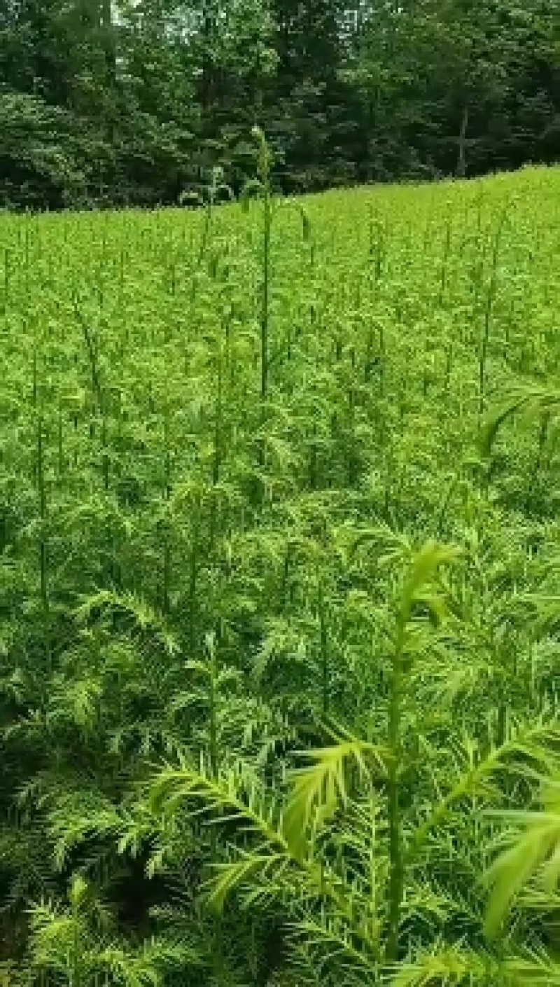柳杉苗基地一手货源规格齐全价格可谈