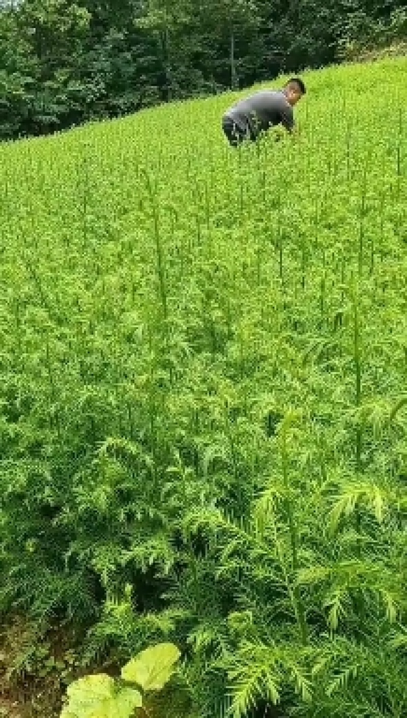 柳杉苗基地一手货源规格齐全价格可谈