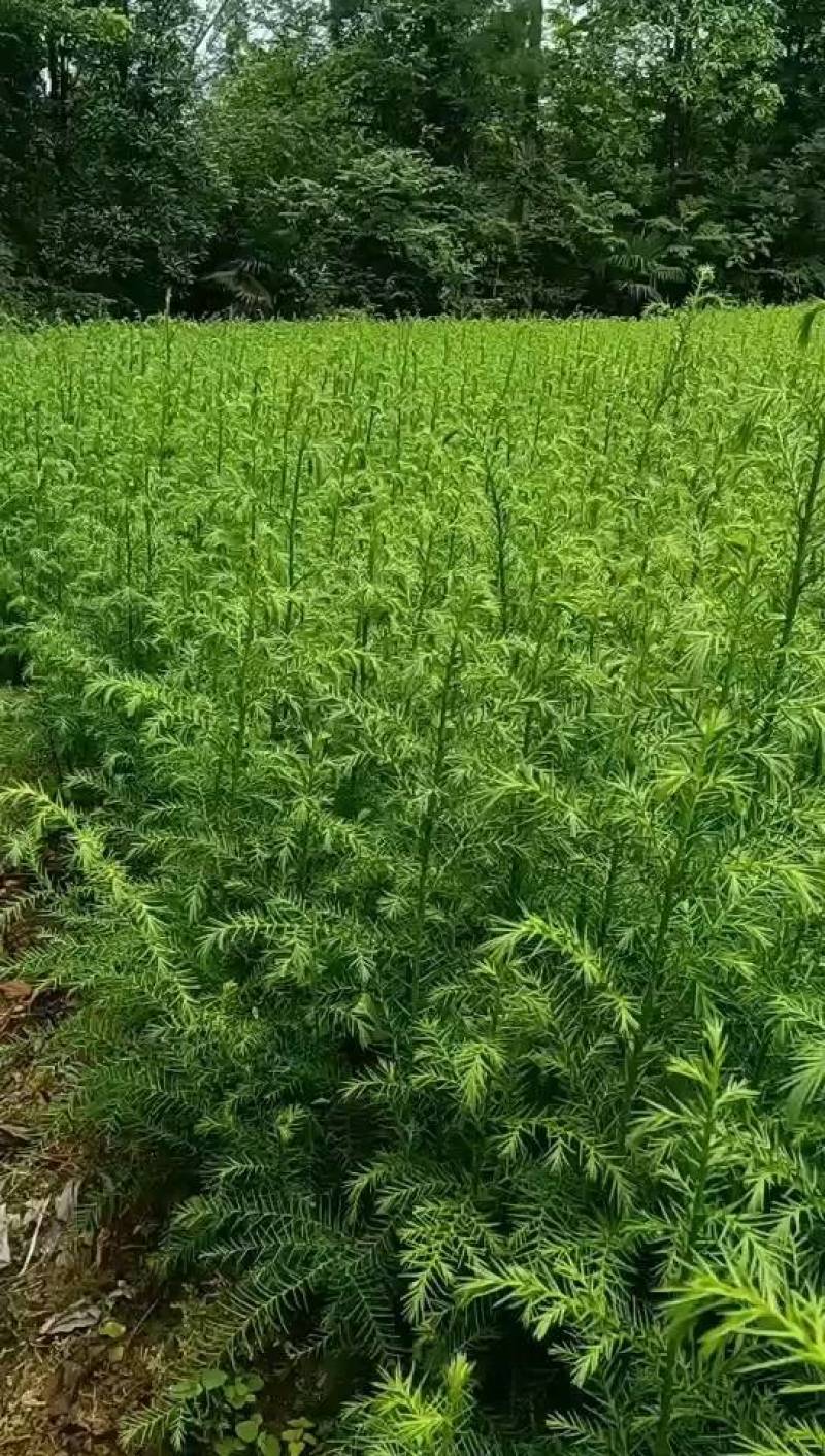 柳杉苗基地一手货源规格齐全价格可谈