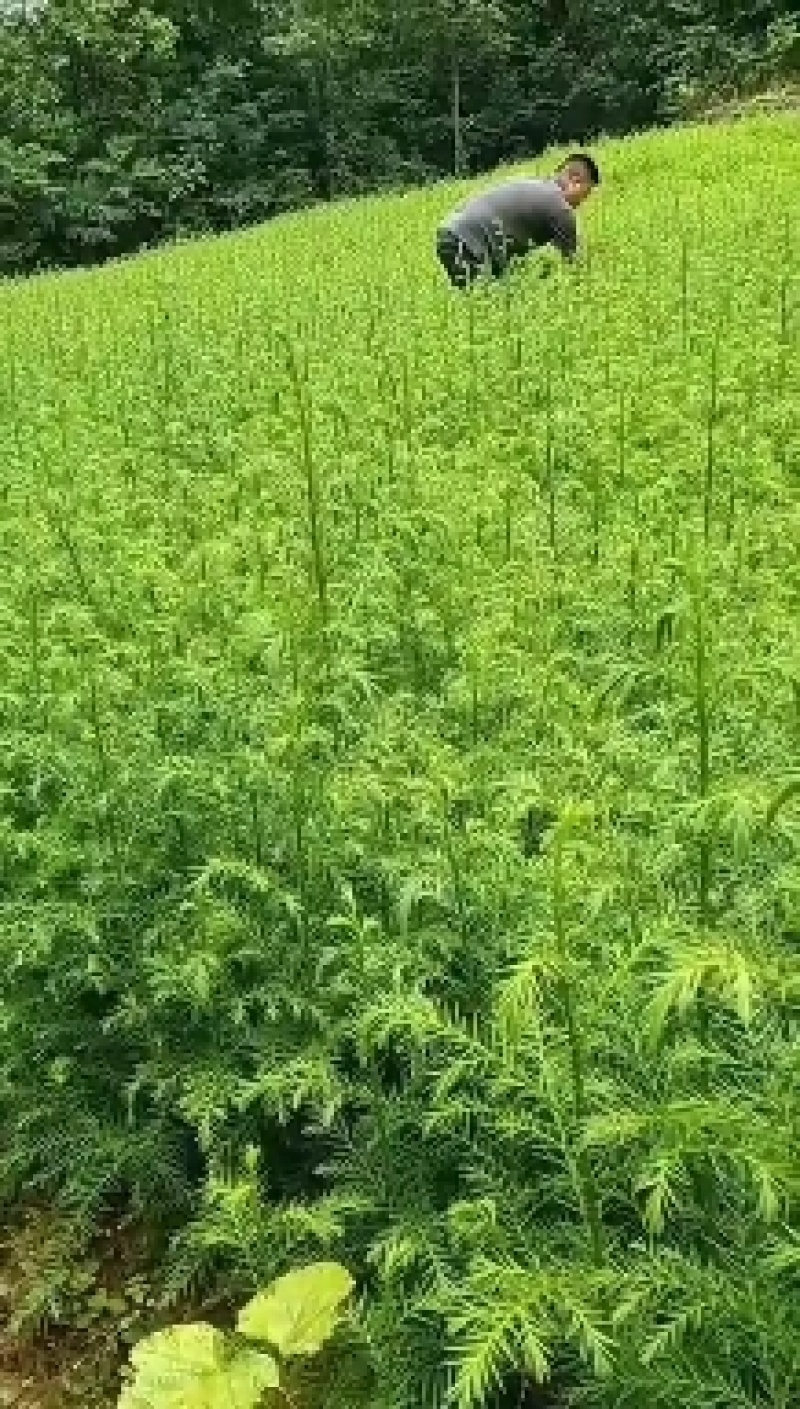 柳杉苗基地一手货源规格齐全价格可谈