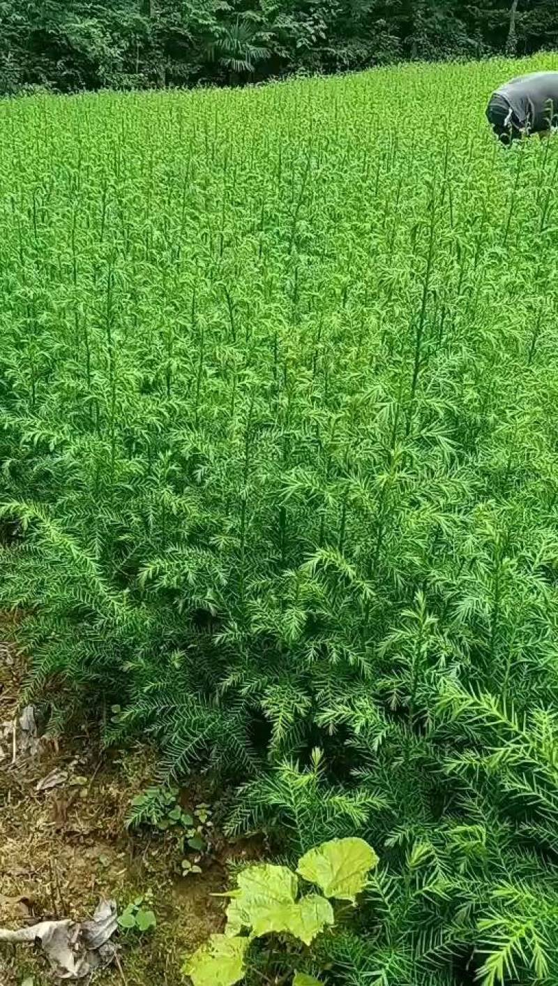 柳杉苗基地一手货源规格齐全价格可谈