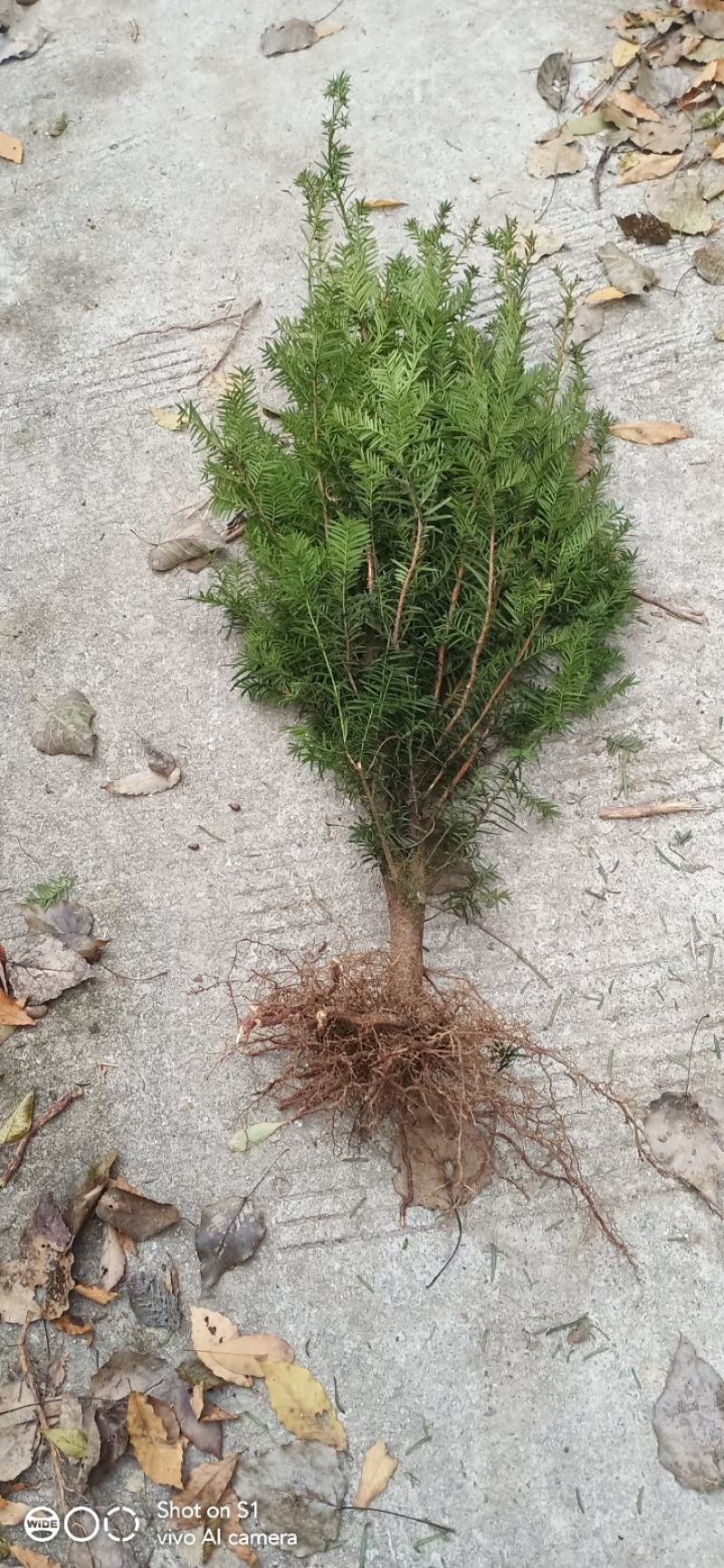 四川绵阳曼地亚红豆杉苗盆景苗货优量足欢迎电话联系！