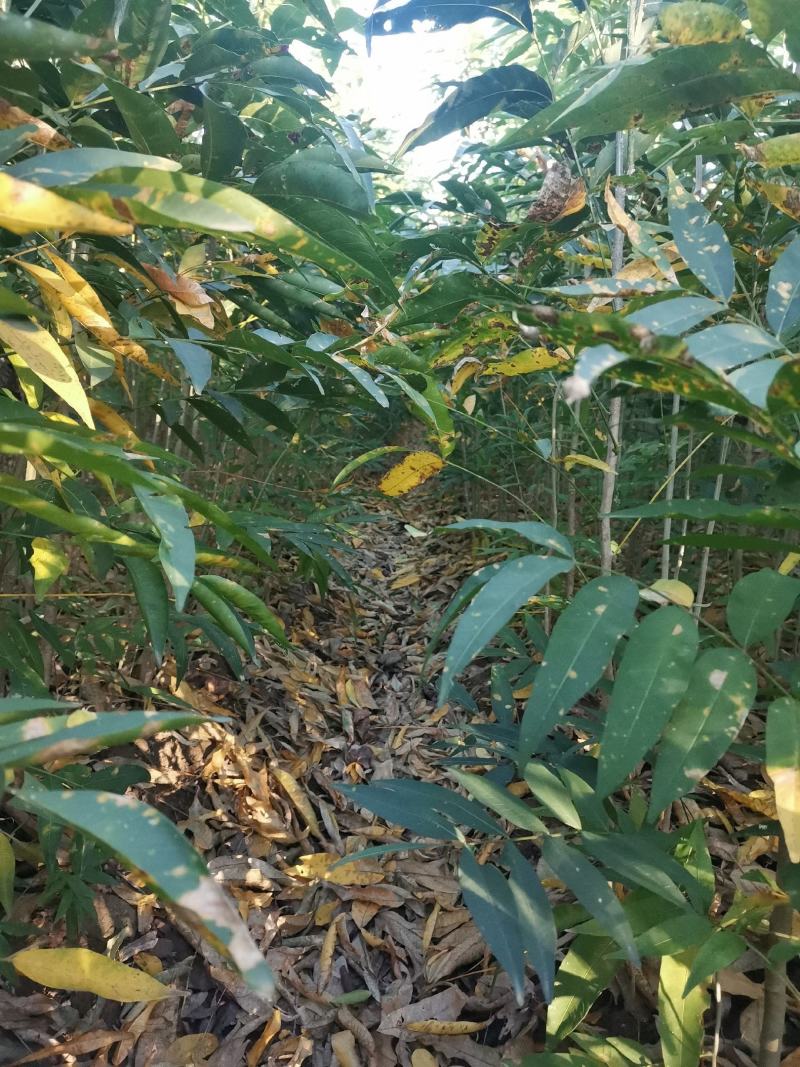 各种规格无患子大量供应
