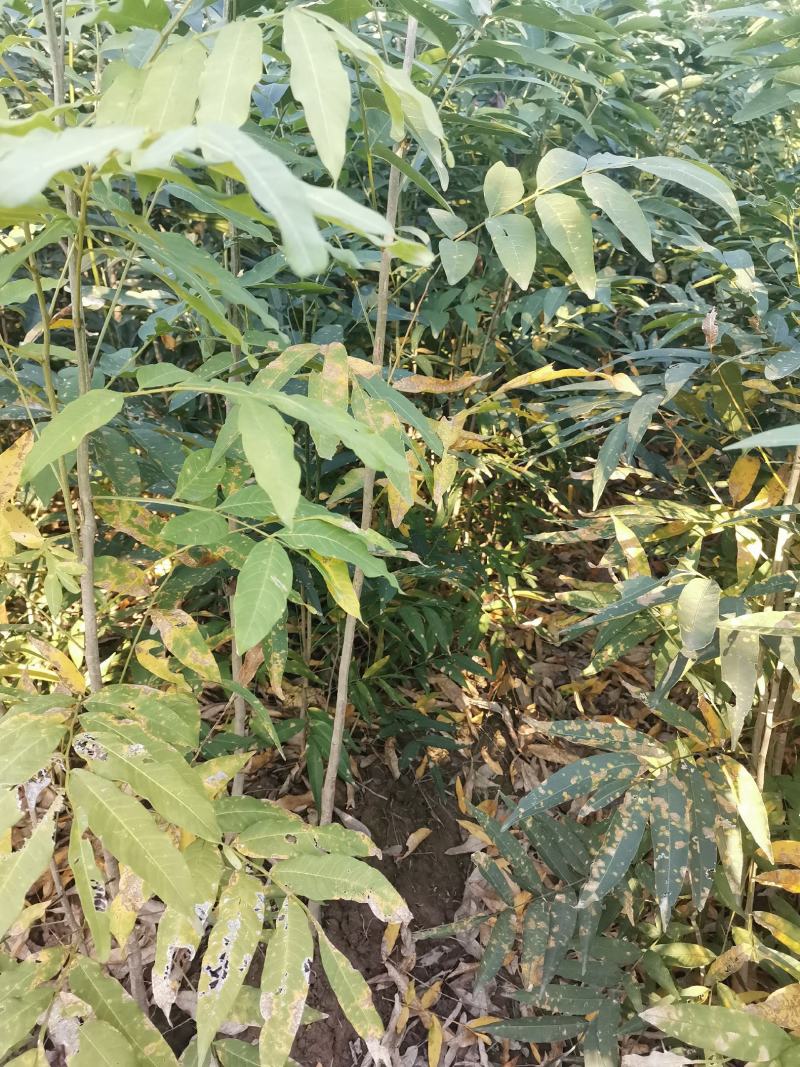 各种规格无患子大量供应
