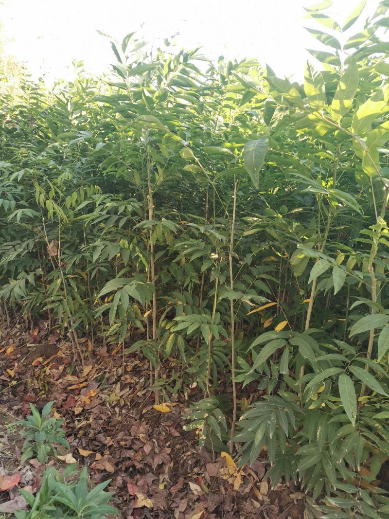 各种规格无患子大量供应