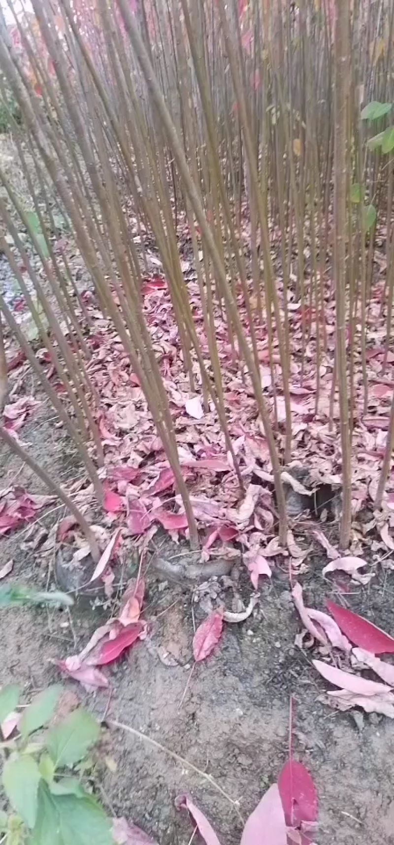 山乌桕！无纺布大袋苗