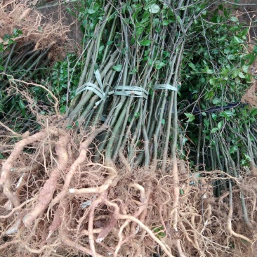 野生岗梅苗大量供应