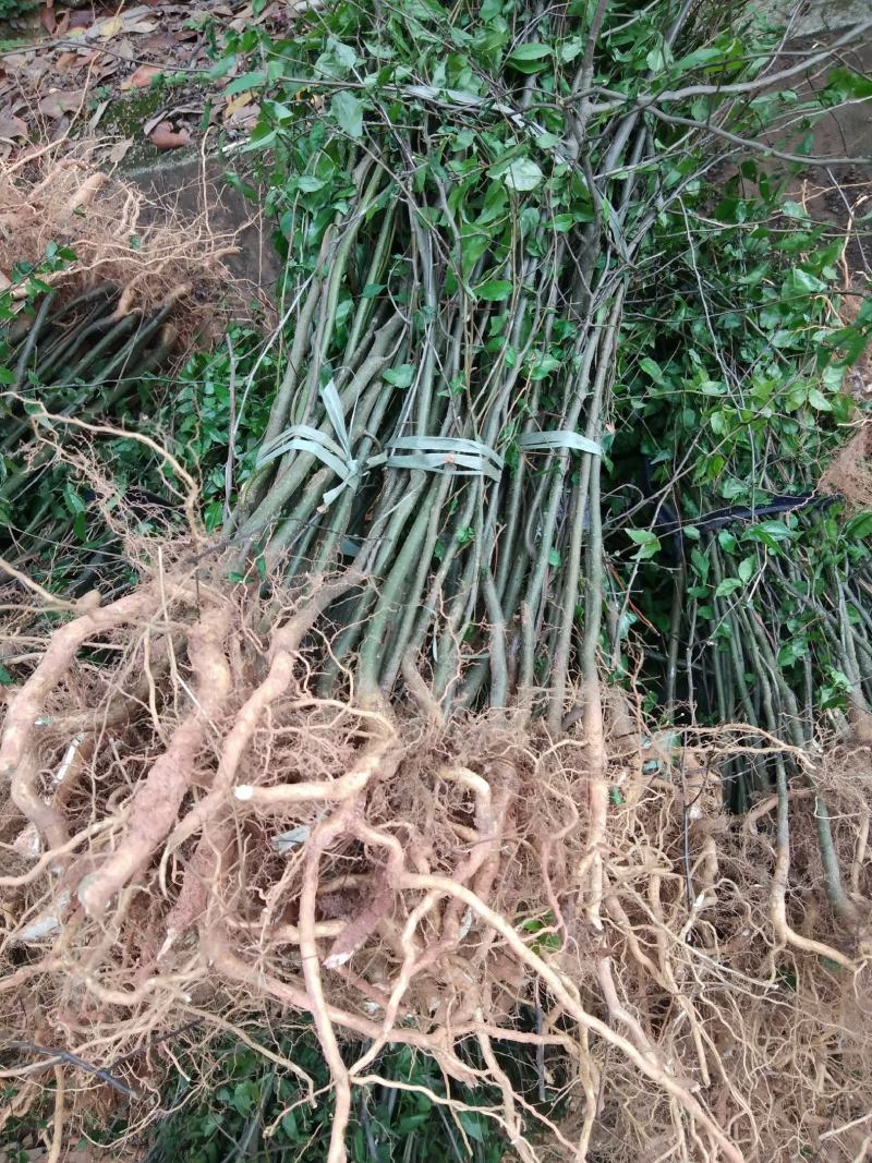 野生岗梅苗大量供应