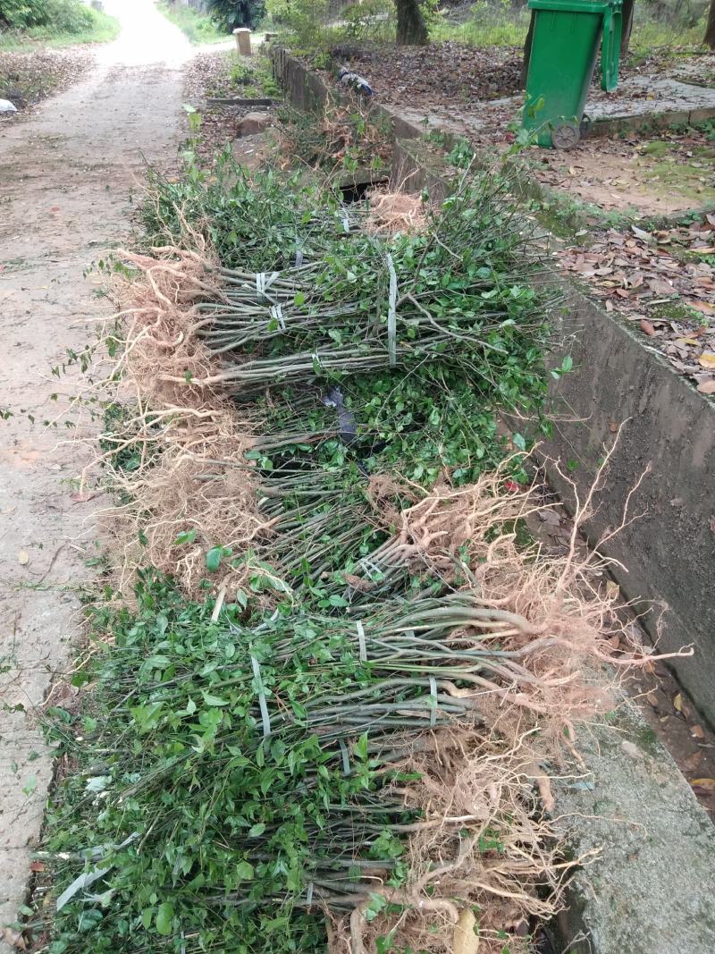 野生岗梅苗大量供应