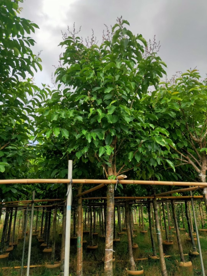 大叶紫薇大花紫薇4-25
