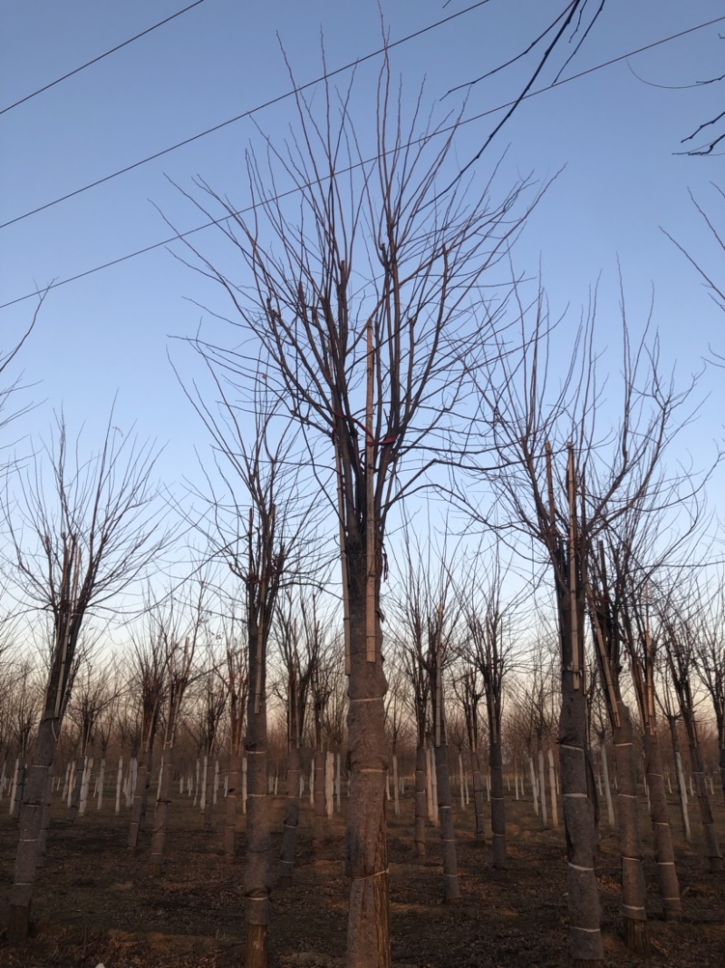 15公分香花槐，量大，干柴价！