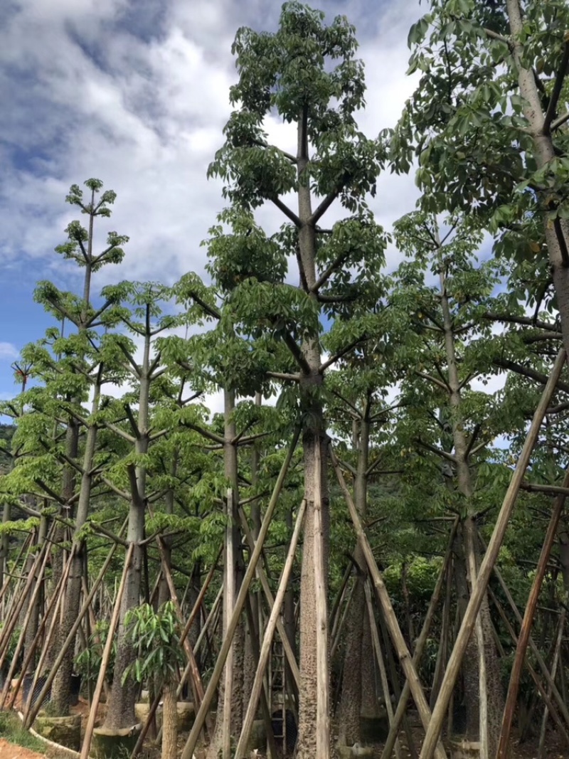 英雄树本地木棉红花木棉10-50分