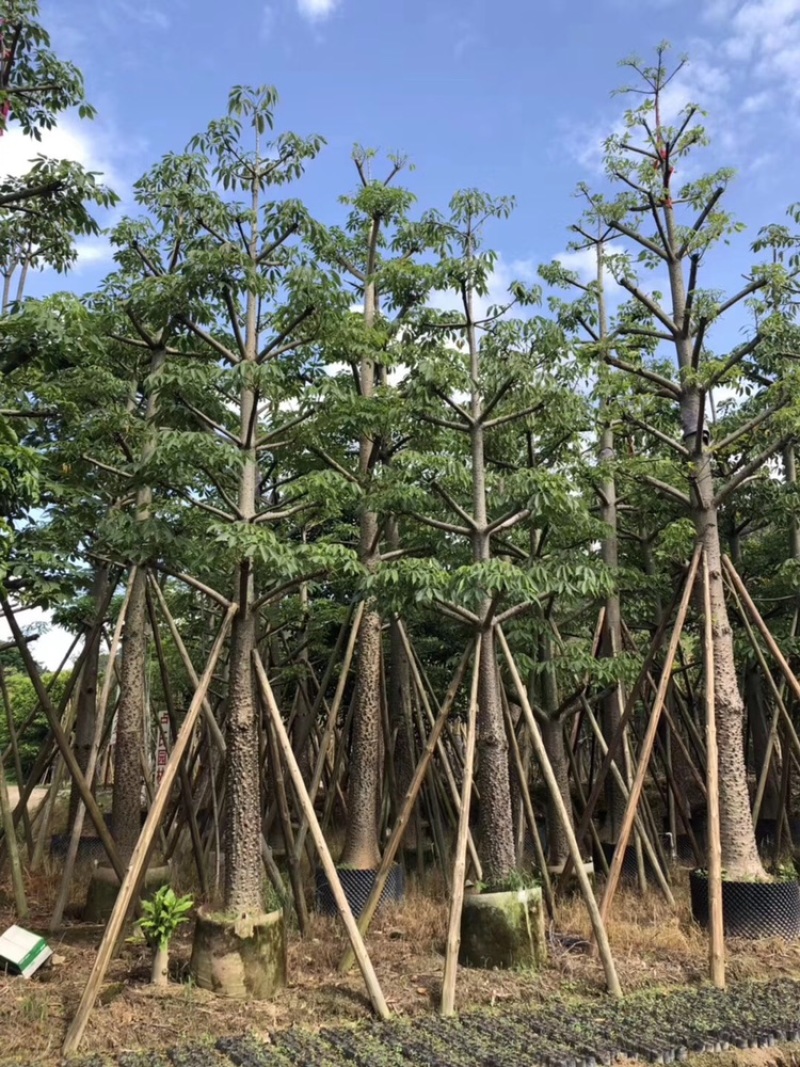 英雄树本地木棉红花木棉10-50分